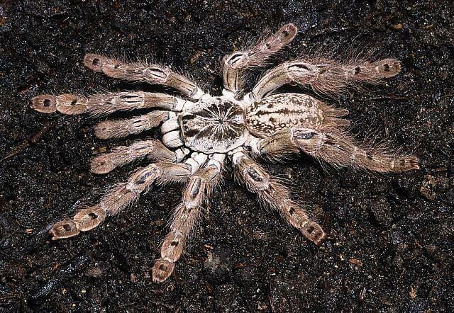 Tarantula Dravet