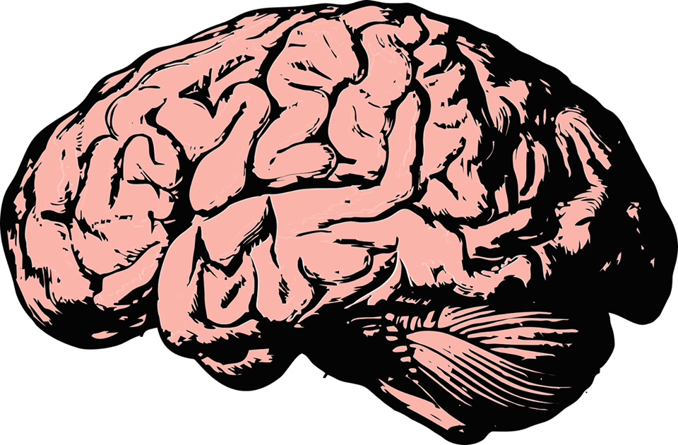 Brain