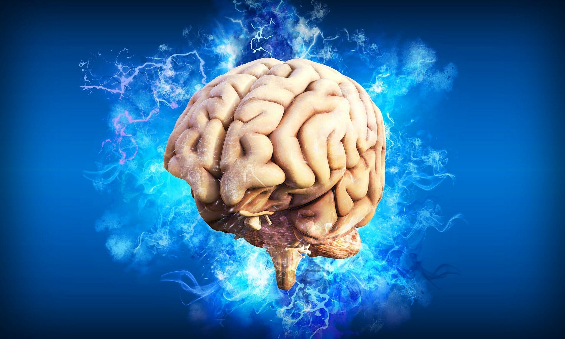 Brain